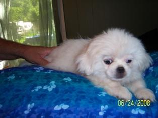Pekingese Puppies for Sale