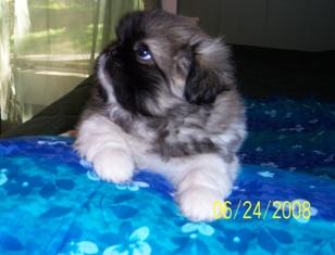 Pekingese Puppies for Sale