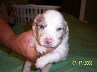 Australian Shepherd Puppies for Sale
