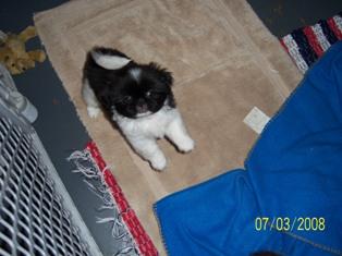 Pekingese Puppies for Sale