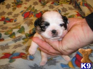 Pekingese Puppies for Sale