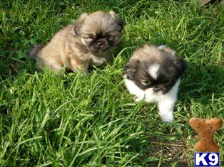 Pekingese Puppies for Sale