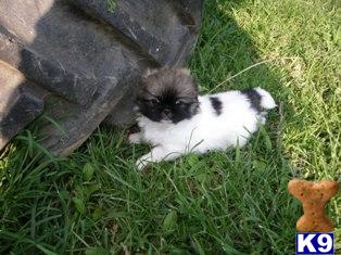 Pekingese Puppies for Sale