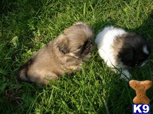 Pekingese Puppies for Sale