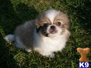 Pekingese Puppies for Sale
