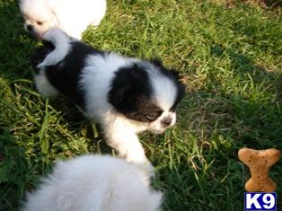 Pekingese Puppies for Sale