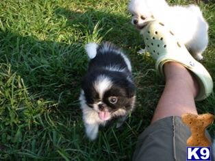 Pekingese Puppies for Sale
