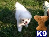 Pekingese Puppies for Sale