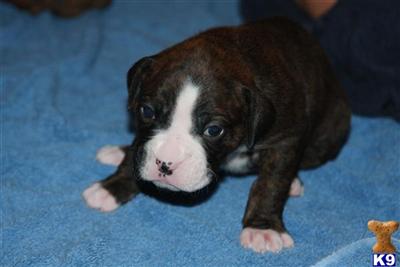 Puppies in NH