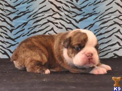 English Bulldog Puppies for Sale