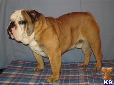 Stud Dog