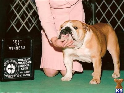 Stud Dog
