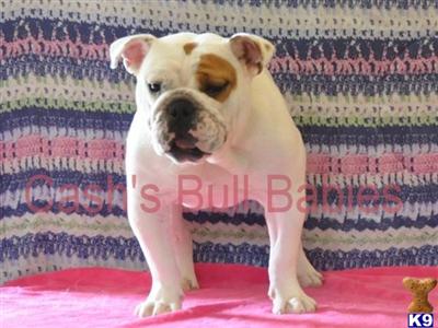 Dogs for Sale