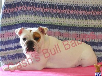 Dogs for Sale