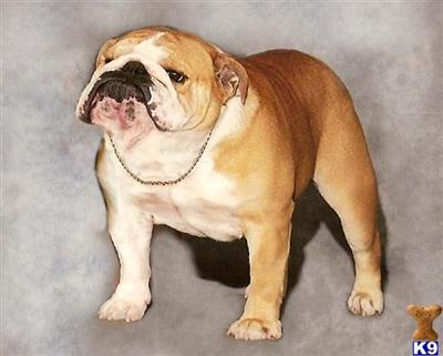 Stud Dogs - Bulldog