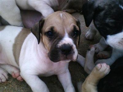 Bullmastiff Puppies for Sale
