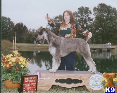 Dogs - Giant Schnauzer