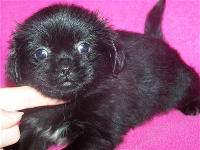 Pekingese Puppies for Sale