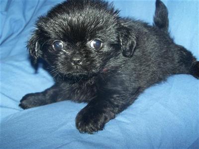 Pekingese Puppies for Sale