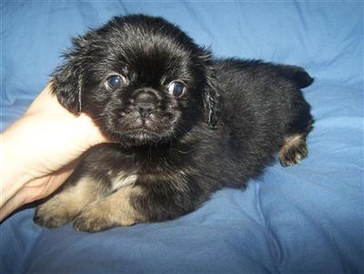 Pekingese Puppies for Sale