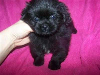 Pekingese Puppies for Sale