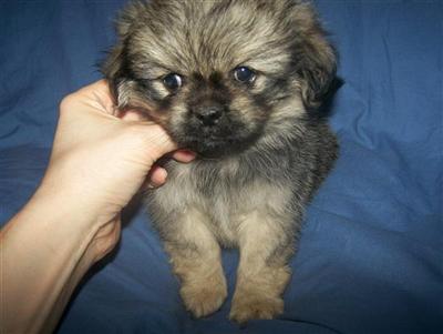 Pekingese Puppies for Sale