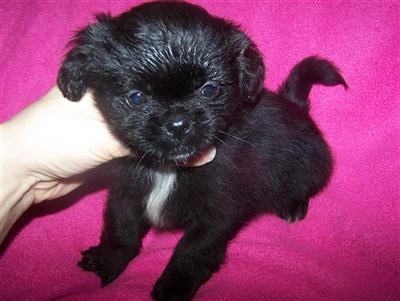 Pekingese Puppies for Sale