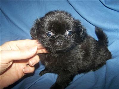 Pekingese Puppies for Sale