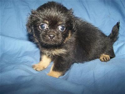 Pekingese Puppies for Sale