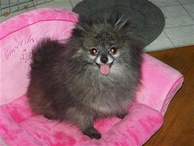 Dogs - Pomeranian