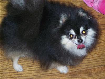 Dogs - Pomeranian