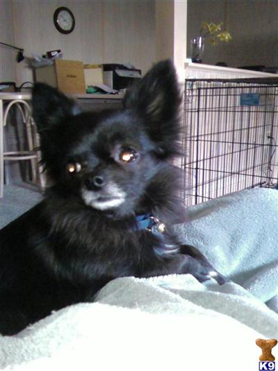 Stud Dogs - Chihuahua