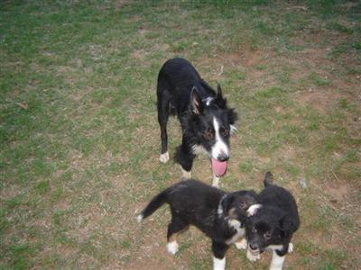 Border Collie Puppies for Sale