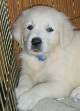 Puppies in WI
