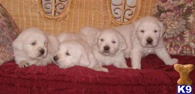 Puppies in WI