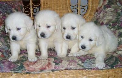 Puppies in WI