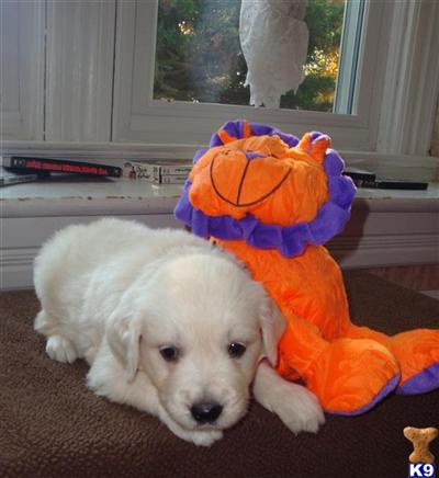Puppies in WI
