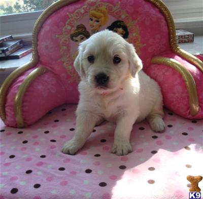 Puppies in WI