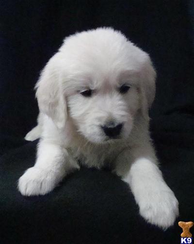 Puppies in WI