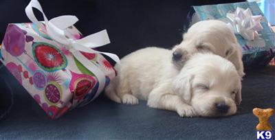 Puppies in WI