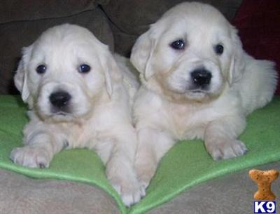 golden retriever puppies for sale in wisconsin. Golden Retriever Puppies in WI