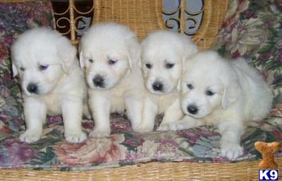 Puppies in WI