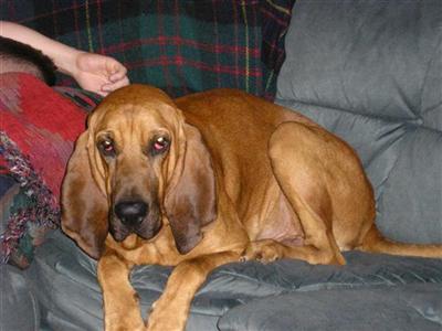Stud Dogs - Bloodhound