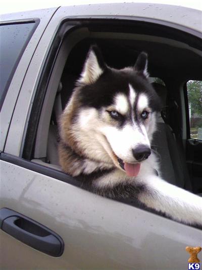Stud Dogs - Siberian Husky