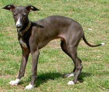 Dogs - Italian Greyhound