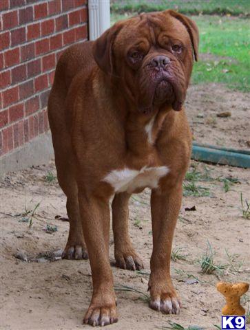 Stud Dogs in OK