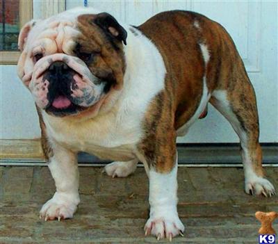 Stud Dogs in OK