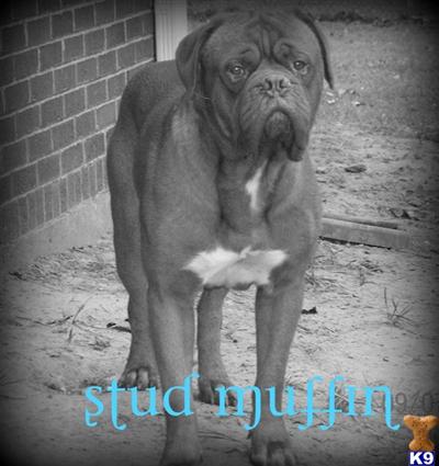 Stud Dogs - Dogue De Bordeaux