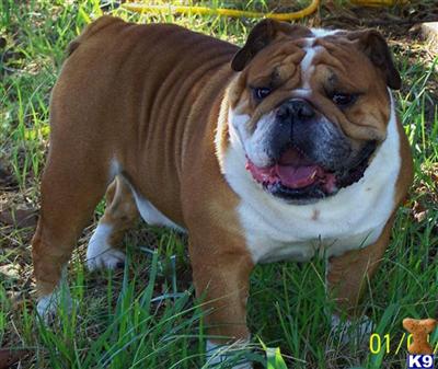 Stud Dogs - Bulldog