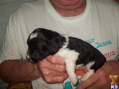 Australian Shepherd Puppies for Sale